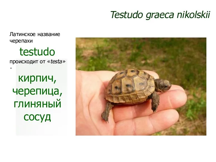 Testudo graeca nikolskii Латинское название черепахи testudo происходит от «testa» - кирпич, черепица, глиняный сосуд
