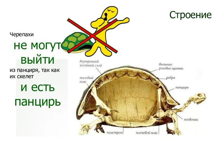 Строение Черепахи не могут выйти из панциря, так как их скелет и есть панцирь