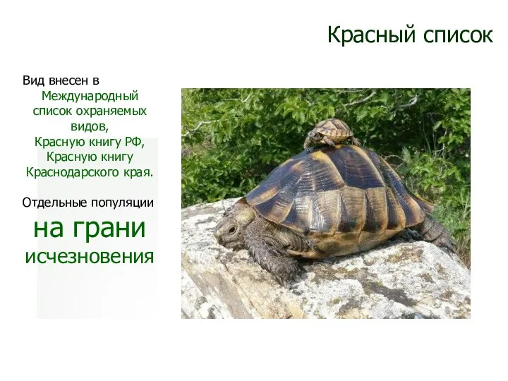 Красный список Вид внесен в Международный список охраняемых видов, Красную книгу РФ,