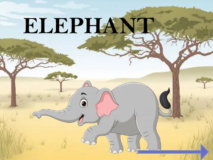 ELEPHANT