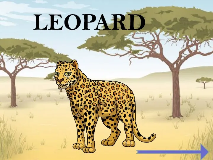 LEOPARD