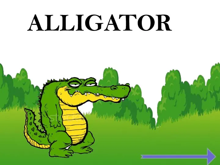 ALLIGATOR