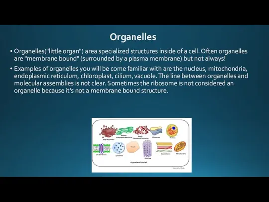 Organelles("little organ") area specialized structures inside of a cell. Often organelles are