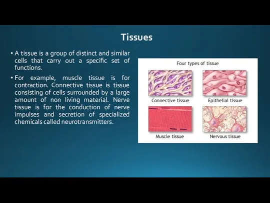 A tissue is a group of distinct and similar cells that carry