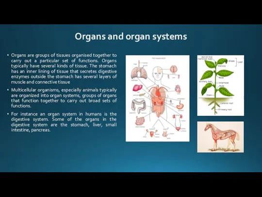 Organs are groups of tissues organised together to carry out a particular