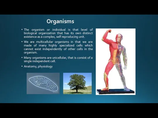 The organism or individual is that level of biological organization that has