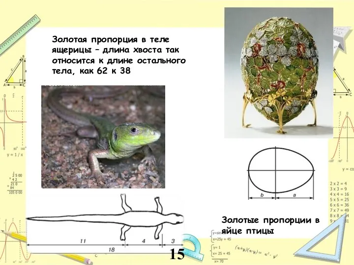 Золотая пропорция в теле ящерицы – длина хвоста так относится к длине