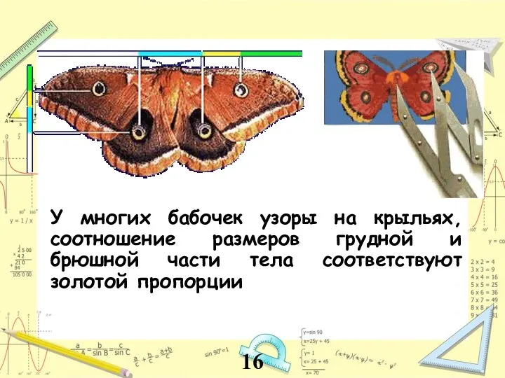 У многих бабочек узоры на крыльях, соотношение размеров грудной и брюшной части