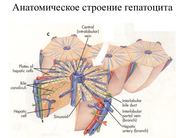 Анатомическое строение гепатоцита