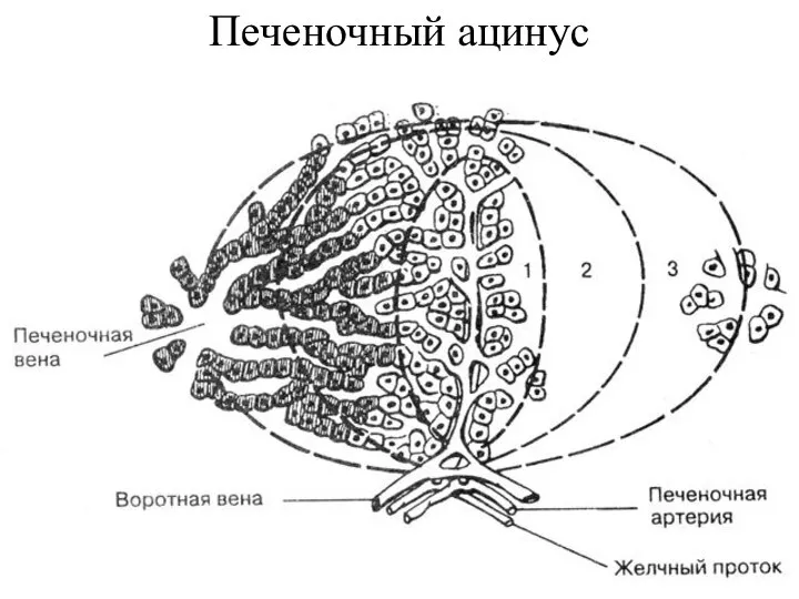 Печеночный ацинус