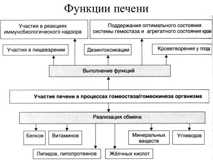 Функции печени