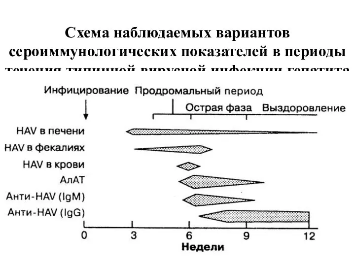 Схема наблюдаемых вариантов сероиммунологических показателей в периоды течения типичной вирусной инфекции гепатита А