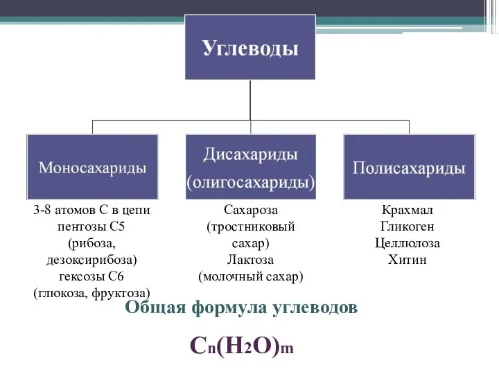 3-8 атомов С в цепи пентозы С5 (рибоза, дезоксирибоза) гексозы С6 (глюкоза,