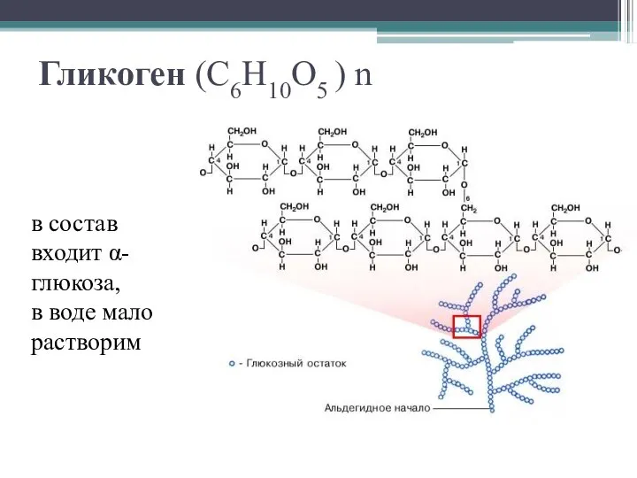 Гликоген (С6Н10О5 ) n в состав входит α-глюкоза, в воде мало растворим