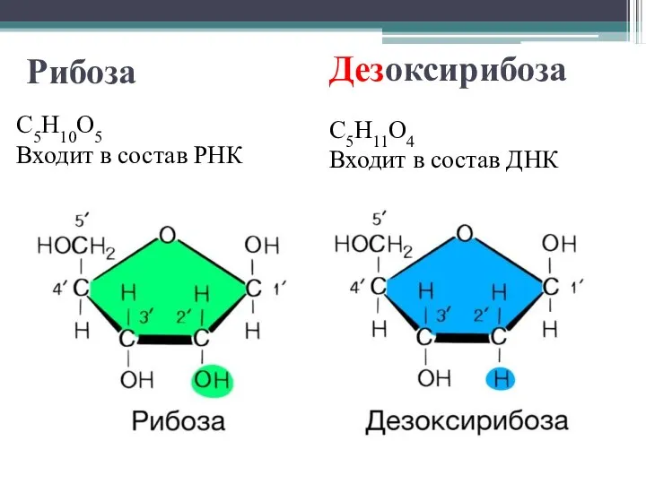 Рибоза С5Н10О5 Входит в состав РНК Дезоксирибоза С5Н11О4 Входит в состав ДНК