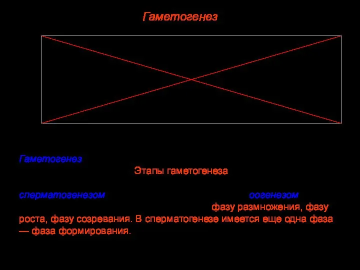 Гаметогенез Гаметогенез — это процесс развития половых клеток — гамет. Этапы гаметогенеза