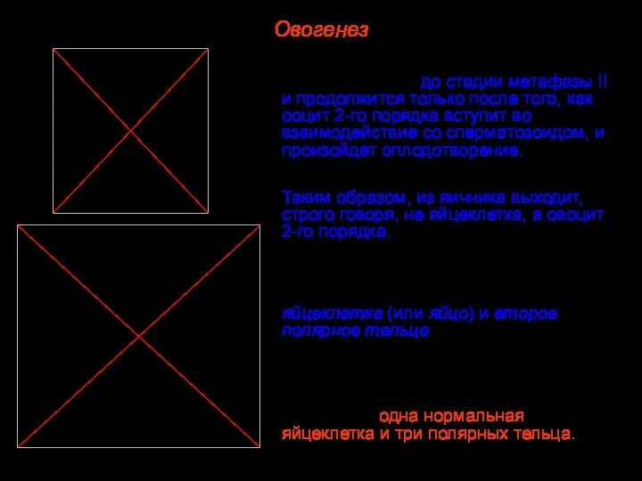 Овогенез Второе деление мейоза осуществляется до стадии метафазы II и продолжится только