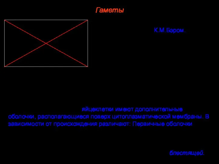 Гаметы Яйцеклетка млекопитающих была открыта в 1821 году К.М.Бэром. Окончательное созревание яйцеклетки