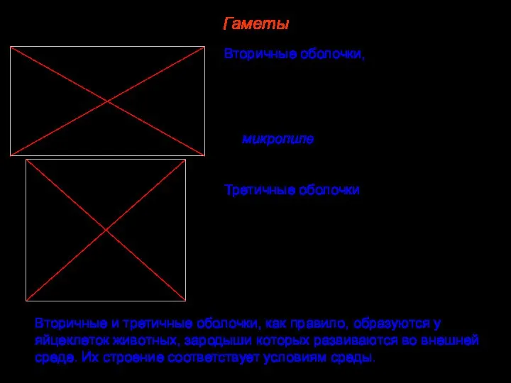 Гаметы Вторичные оболочки, образованные выделениями фолликулярных клеток яичника. Имеются не у всех