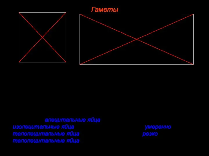 Гаметы Поскольку у млекопитающих наблюдается внутриутробное развитие, их яйцеклетки имеют только первичную