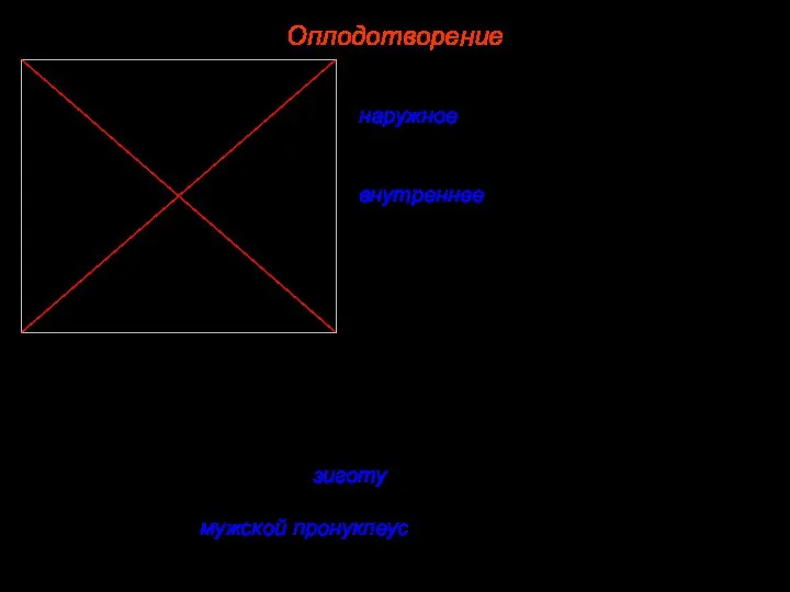 Оплодотворение Различают два типа оплодотворения: наружное, при котором встреча сперматозоидов и яйцеклеток