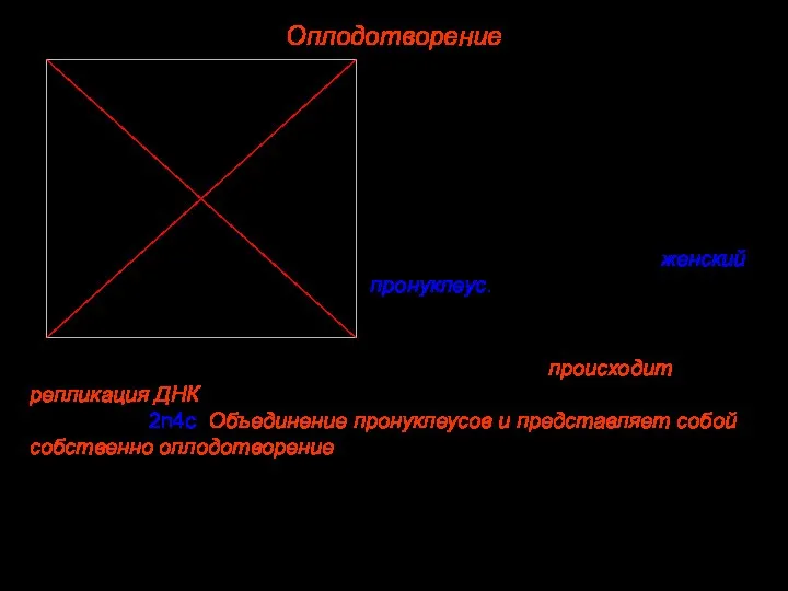 Оплодотворение Пронуклеусы перемещаются к центру яйцеклетки, происходит репликация ДНК, и после их