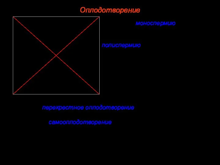 Оплодотворение Различают: моноспермию — оплодотворение, при котором в яйцо проникает только один