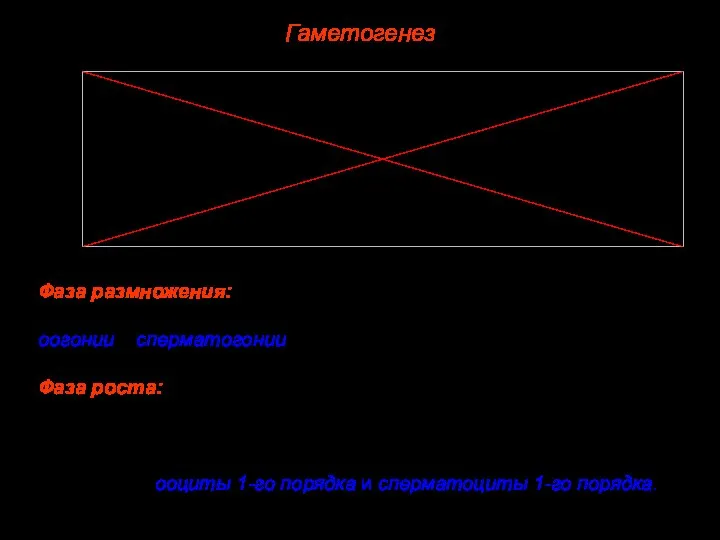 Гаметогенез Фаза размножения: Диплоидные клетки многократно делятся митозом. Их называют оогонии и