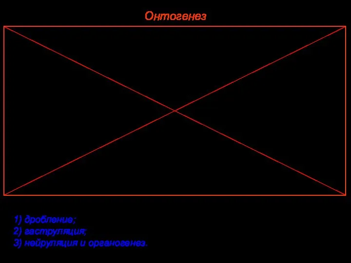 Онтогенез Эмбриональный период состоит из ряда стадий: 1) дробление; 2) гаструляция; 3) нейруляция и органогенез.