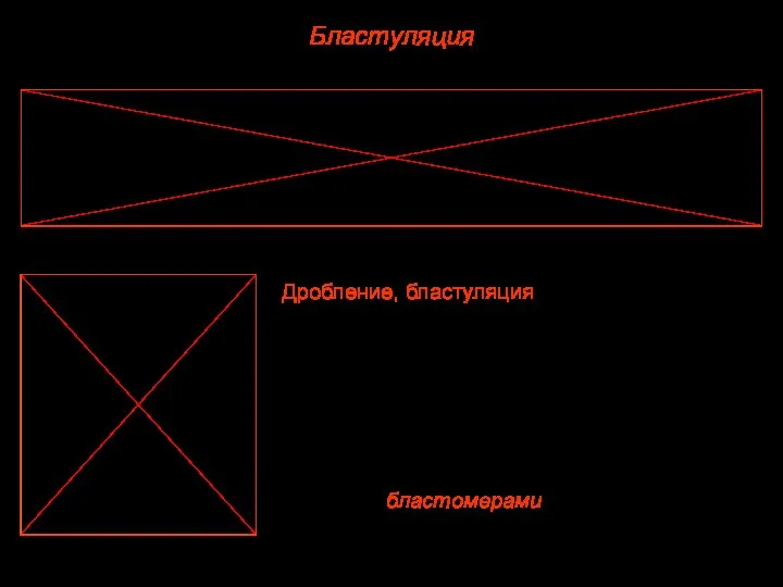 Бластуляция Дробление, бластуляция. После оплодотворения зигота начинает делиться. Дроблением называют ряд последовательных