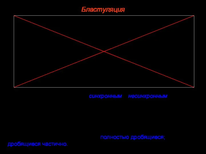 Бластуляция Деление бластомеров бывает синхронным и несинхронным. У большинства видов оно несинхронно