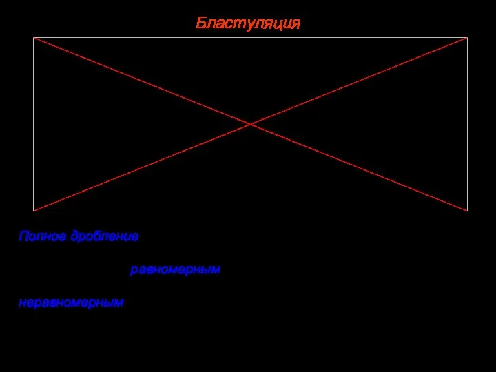 Бластуляция Полное дробление – когда цитоплазма яйцеклетки полностью разделяется на бластомеры. Оно