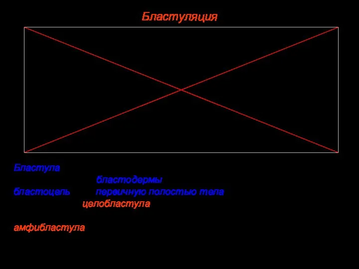 Бластуляция Бластула — это зародыш с первичной полостью внутри. Он состоит из