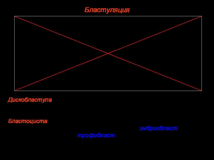 Бластуляция Дискобластула. Образуется при дискоидальном дроблении. Полость бластулы имеет вид узкой щели,