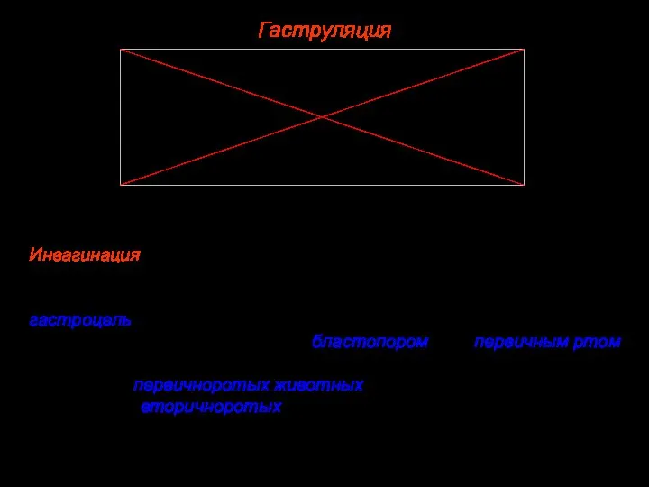 Гаструляция Различают следующие основные способы образования двухслойного зародыша, или способы гаструляции: Инвагинация.