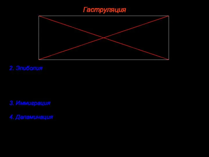 Гаструляция 2. Эпиболия происходит, когда более мелкие бластомеры анимального полюса дробятся быстрее