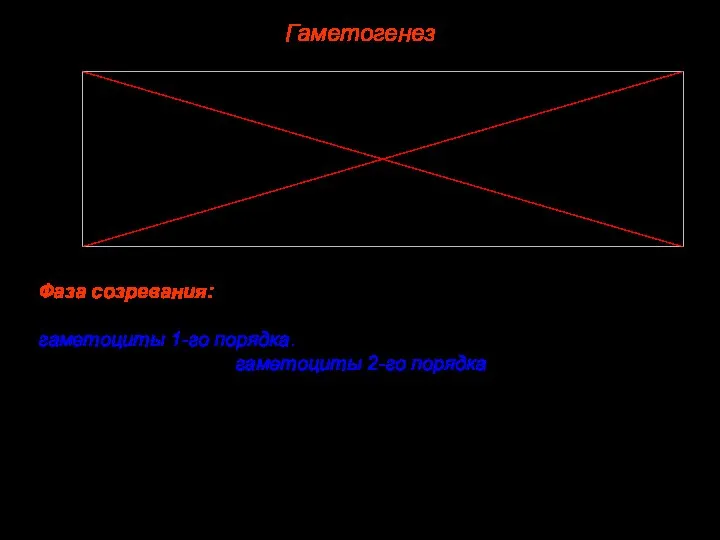 Гаметогенез Фаза созревания: Сущность фазы — мейоз. В первое мейотическое деление вступают