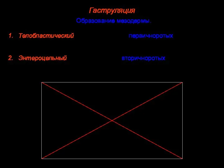 Гаструляция Образование мезодермы. Различают два принципиально отличных типа закладки мезодермы: Телобластический, характерный