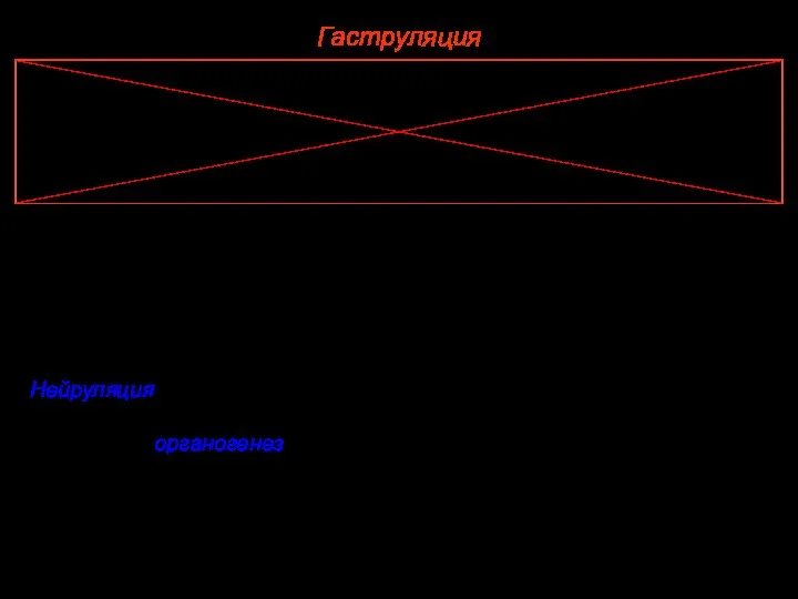 Гаструляция Чаще всего клеточный материал мезодермы входит в состав энтодермы. При образовании