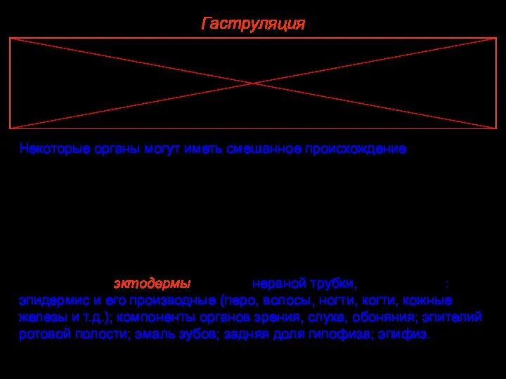 Гаструляция Некоторые органы могут иметь смешанное происхождение, то есть они образованы при