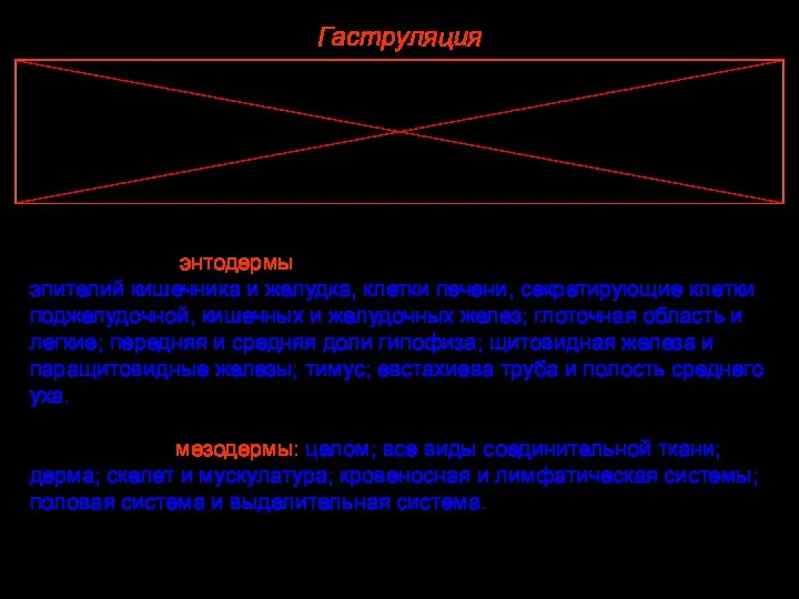 Гаструляция Из материала энтодермы развиваются: эпителий кишечника и желудка, клетки печени, секретирующие