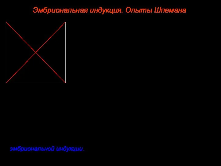 Эмбриональная индукция. Опыты Шпемана В 1924 г. были опубликованы результаты опытов Г.Шпемана