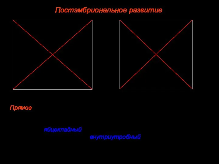 Постэмбриональное развитие Различают два основных типа постэмбрионального развития: Прямое, при котором из