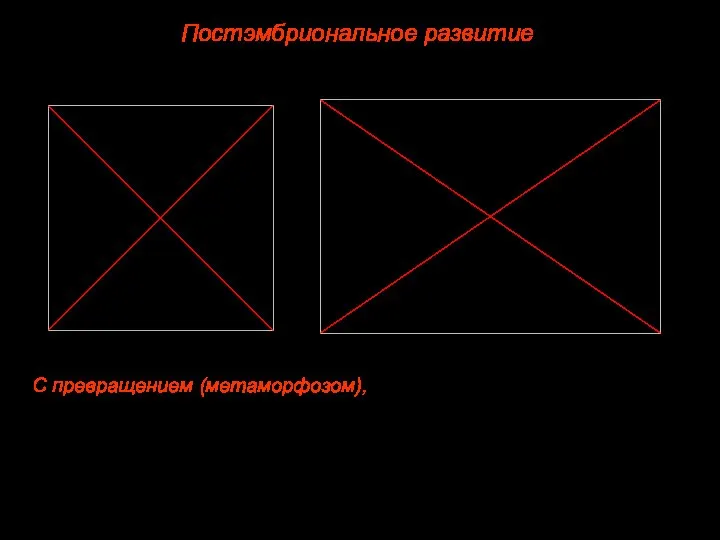 Постэмбриональное развитие С превращением (метаморфозом), при котором из яйца выходит личинка, устроенная