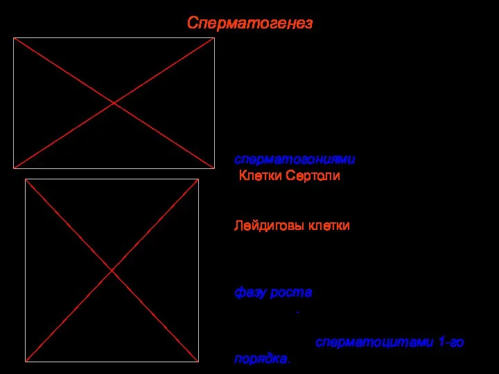 Сперматогенез Во время периода полового созревания диплоидные клетки в семенных канальцах семенников