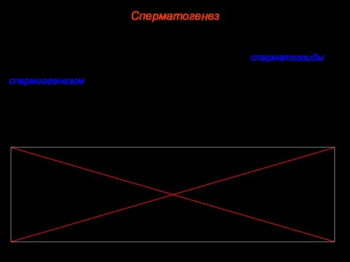 Сперматогенез Период формирования сперматозоидов характеризуется тем, что первично шаровидные сперматиды превращаются в