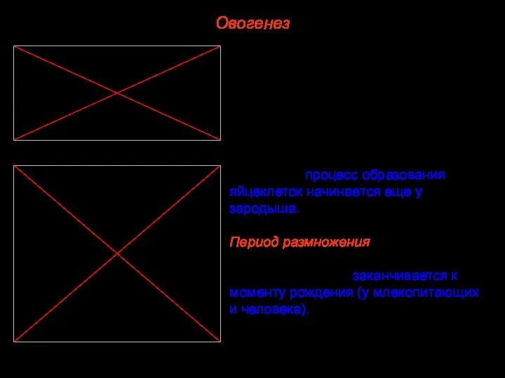 Овогенез Все периоды развития яйцеклеток осуществляются у животных в яичниках. В отличие