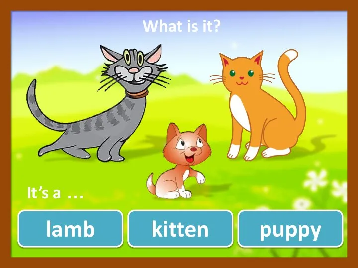 kitten lamb puppy ? What is it? It’s a …