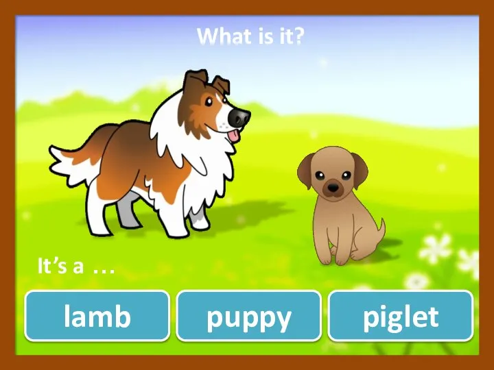 puppy lamb piglet What is it? ? It’s a …