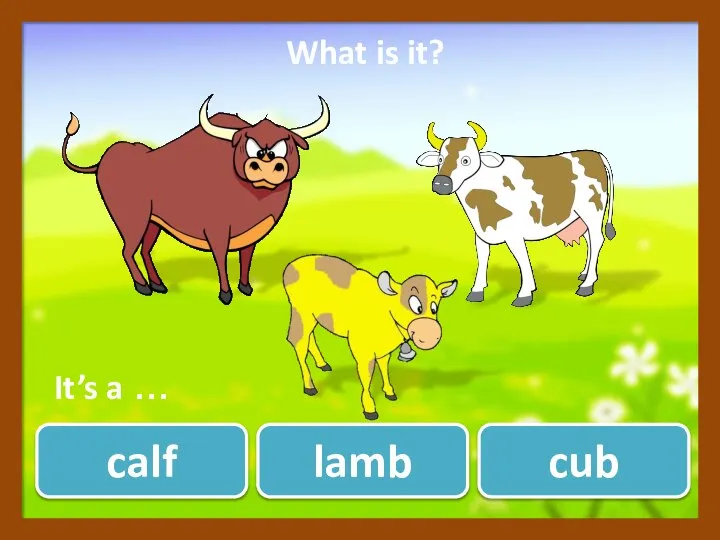 calf lamb cub ? What is it? It’s a …